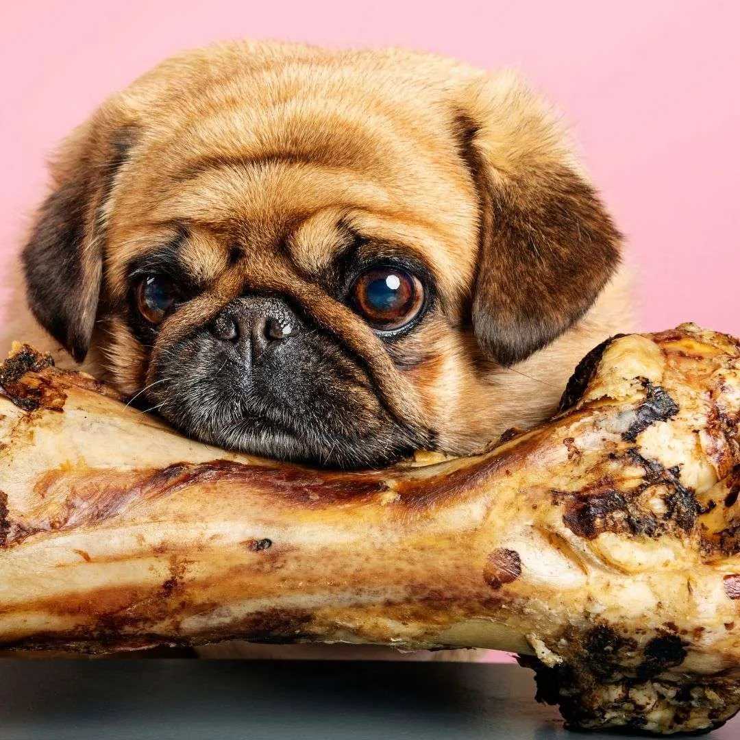 cute puppy with bone